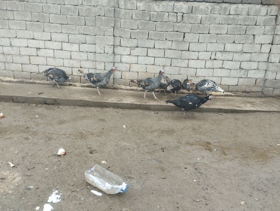 Хонаки соглом куркалар сотилади