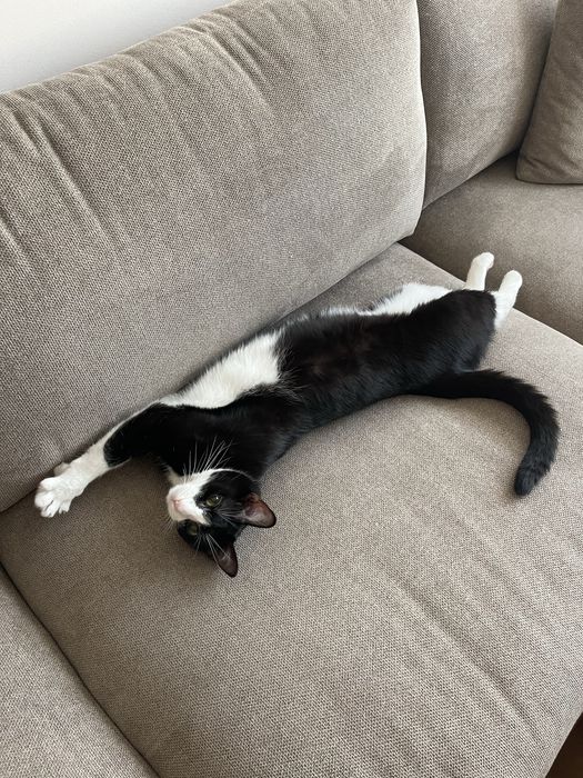 Adoptie pisica/motan 2 ani