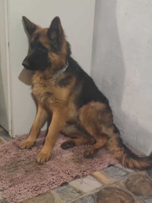 Немска овчарка   свободни - 5 мъжки и 1 женско