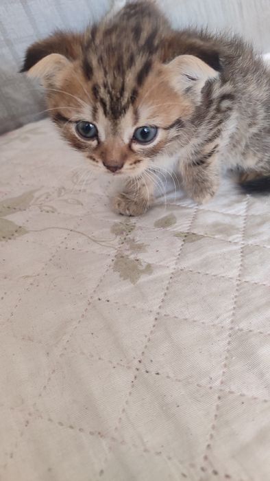 Котята шодландцы