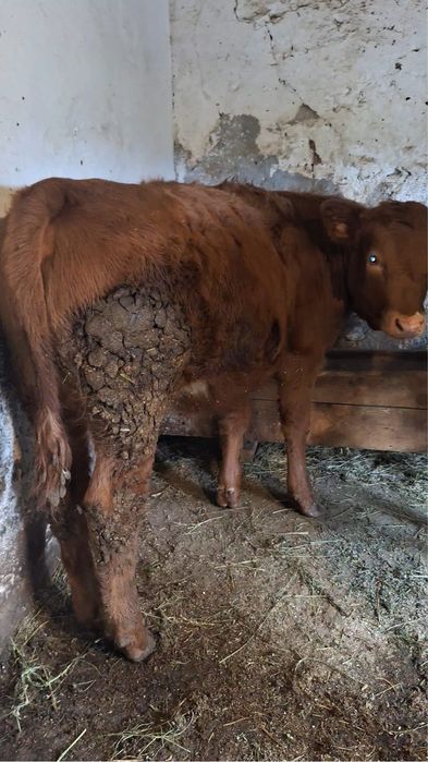 Vând vițele de 6 luni