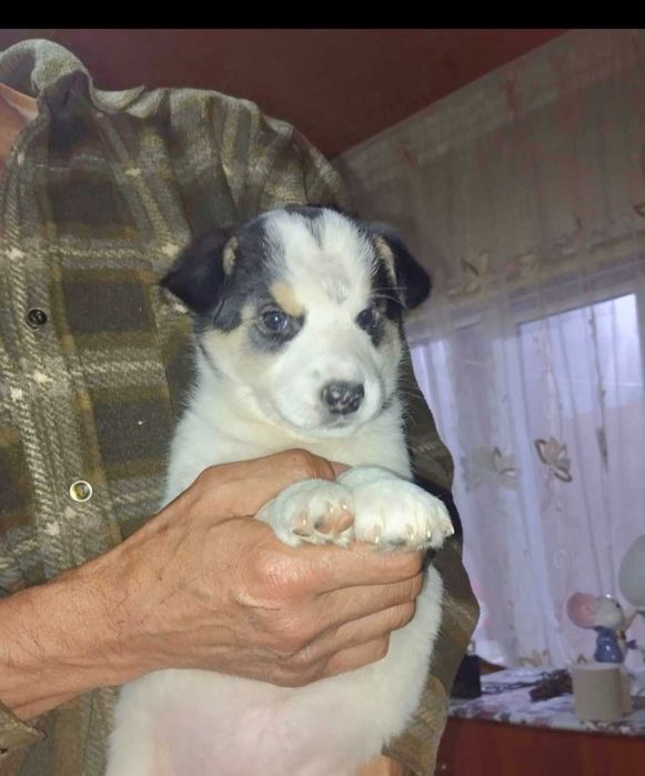 Отдам в добрые руки щенков