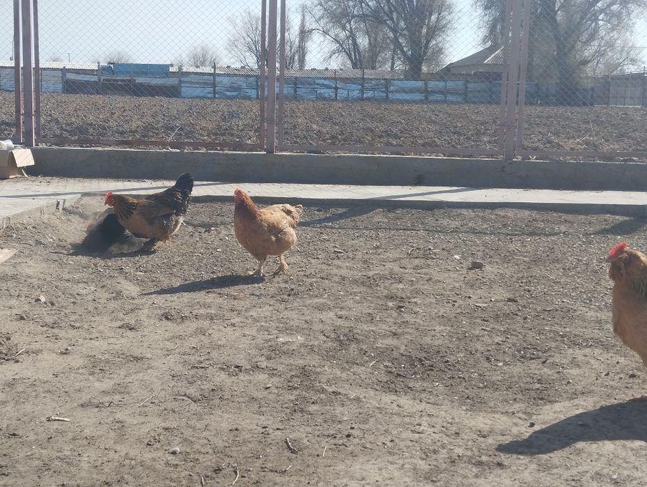 Тауыктар сатылады