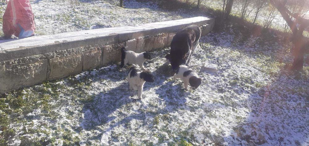 Подарявам кученца < 3