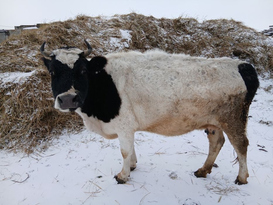 Продам   туатын сиыр сатылады