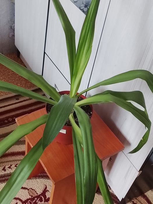 Комнатные растения 500 тенге