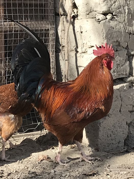 Domashniy qizil xo’roz sotiladi