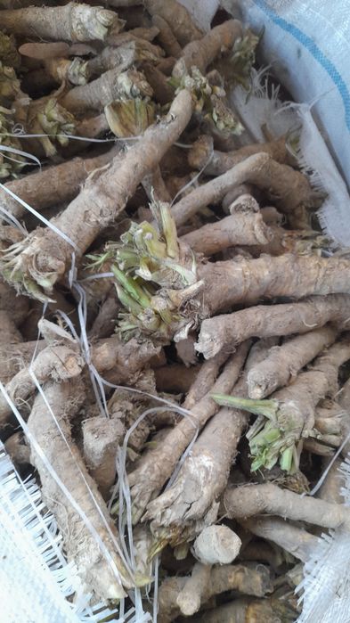 Hrean romănesc vrac