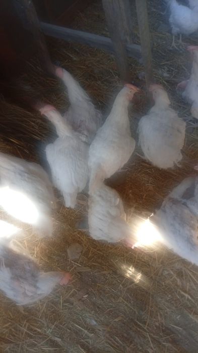 Срочно продам курей ,несутся