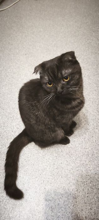 В добрые руки кошка