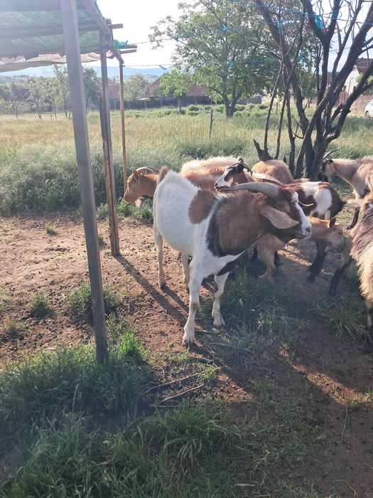 Vând tap tânăr bun de monta