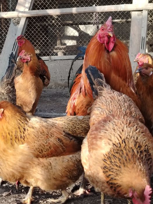 Кученский   Инкубационое яйцо