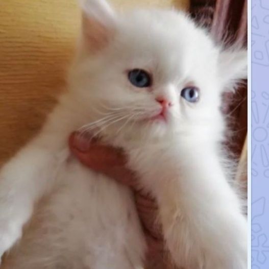 Котята персидские .