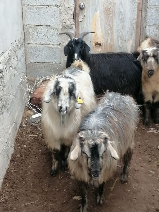 Ургашы токтылар..