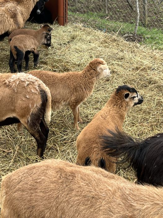 Vand  oi de  camerun