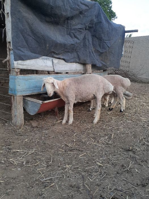 Куй сотилади хали тугмаган