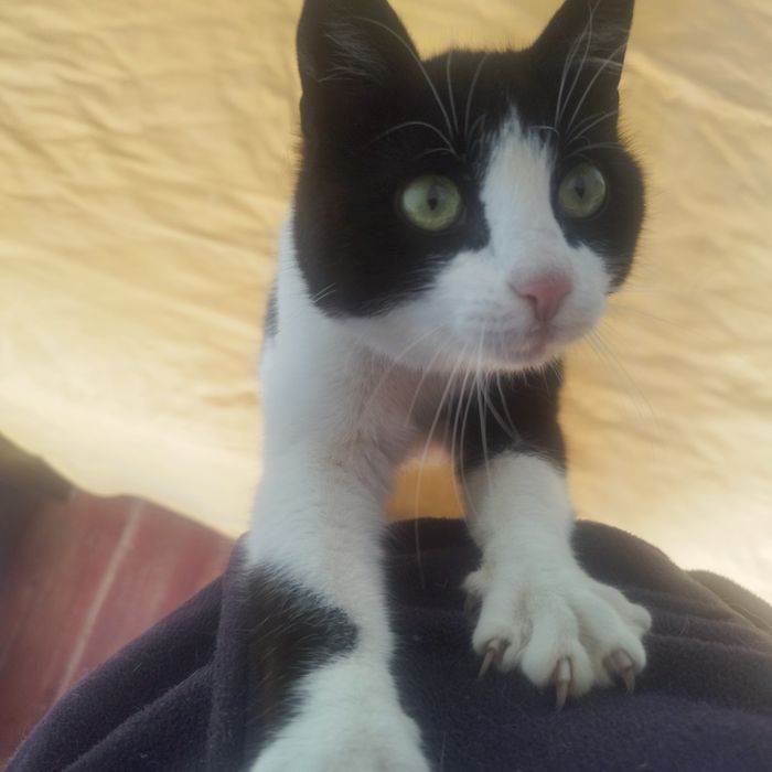 котенца от Созопол
