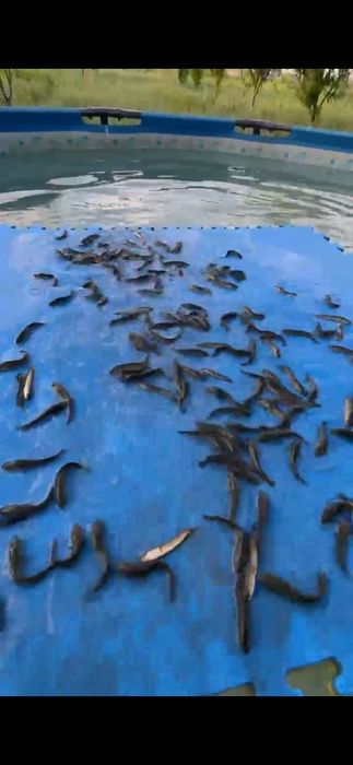 Малёктар сатылады жыланбалық  змейголова