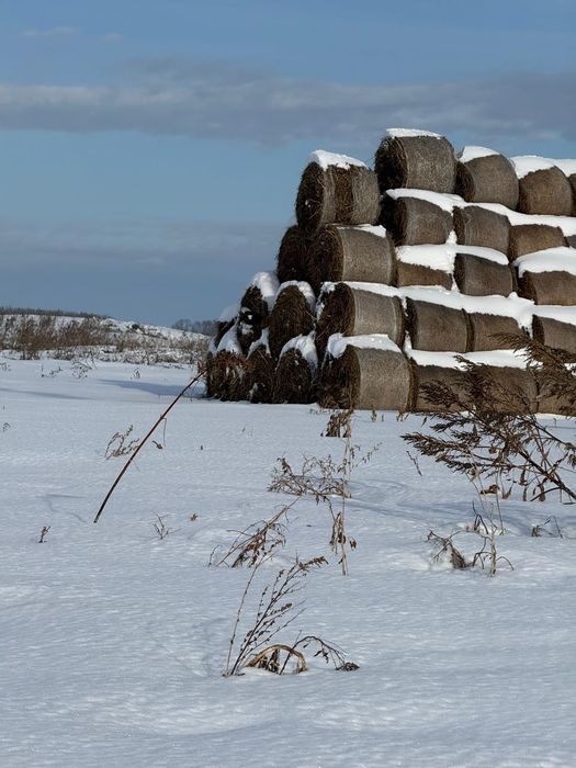 Сено, солома, люцерно