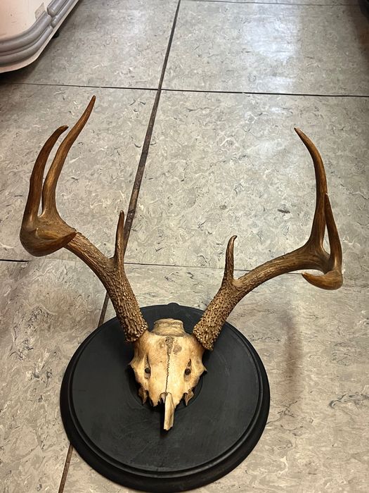 Трофеи от антилопа Елен, Гну и Антилопа цените са за брой