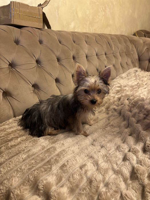 мини йоркширски териер