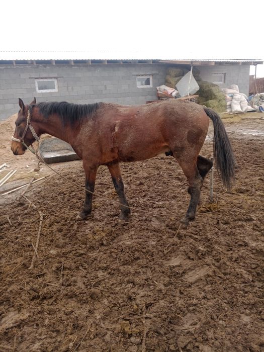 Лошадь 2.5 года обученый