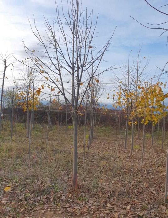 Mesteacan Alb pentru Peisagistica si Gradini
