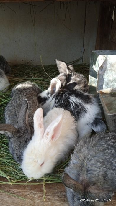 Прадам кральчат виликанаы