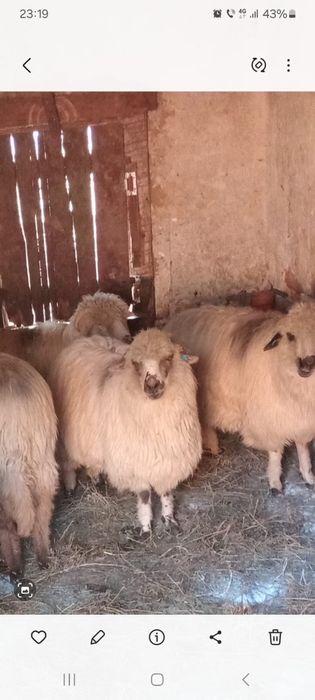 Vand oi mioare gestante