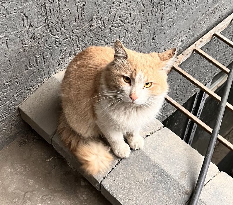 Рыжий кот в самые добрые руки