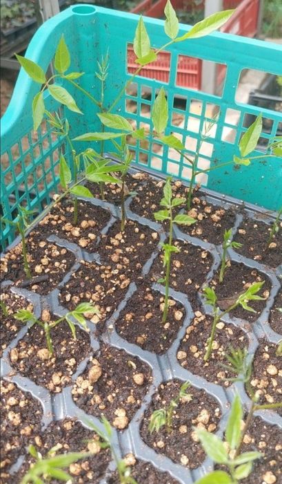 Glicina în ghiveci, wisteria mov - producător plante ornamentale