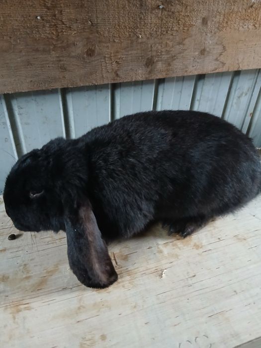 Vând iepuri de rasă