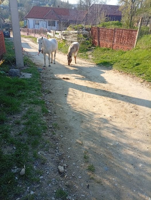 Vând iapă cu mânz