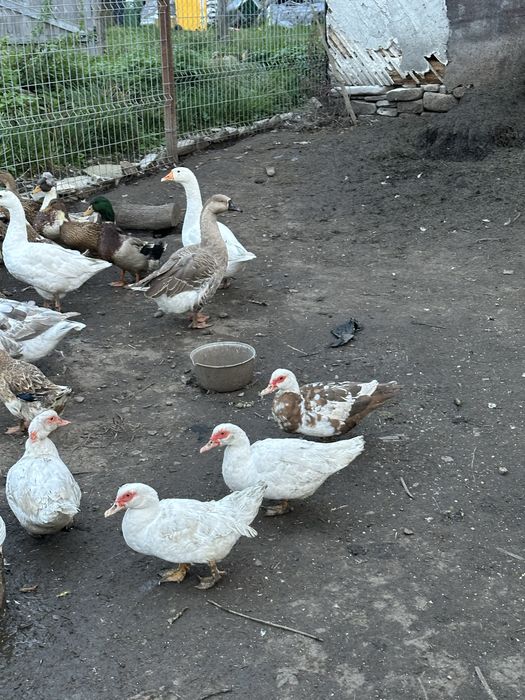 Rate si gaste de vanzare