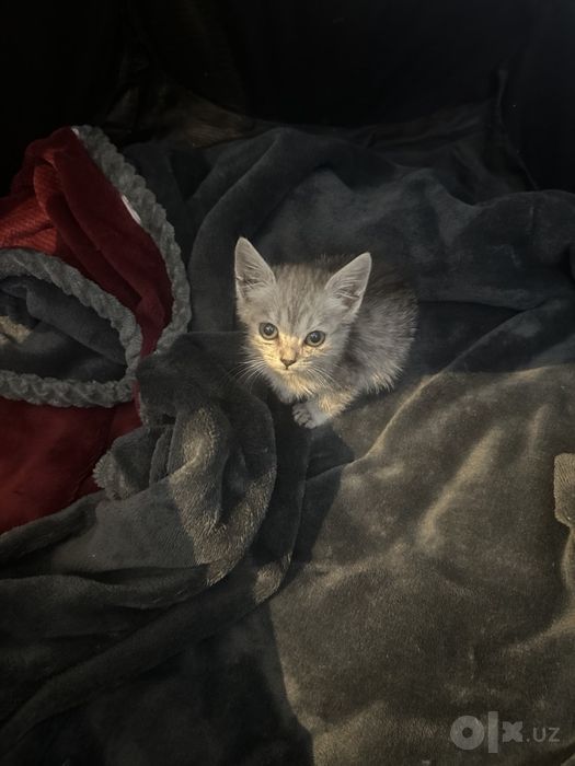 Отдам котят в добрые руки