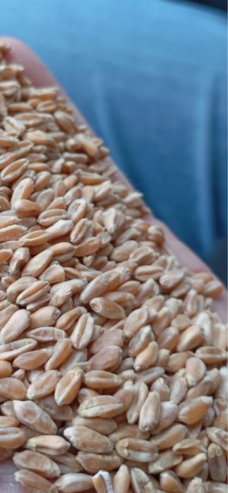 Продается чистая Пшеница