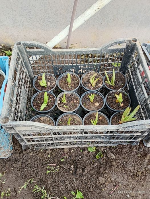 Лечебно алое вера