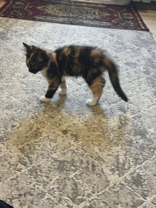 Mushuk  bepulga  beriladi  uyda  boqilganmushuk