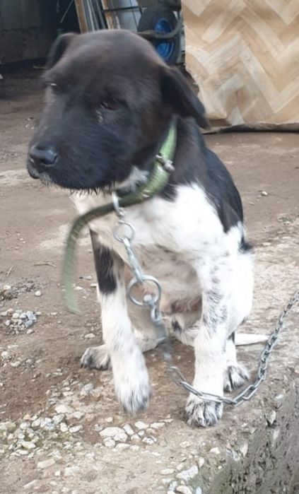 Собака в хорошие руки