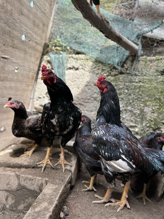 familie combatant indian3+1 .talie mare