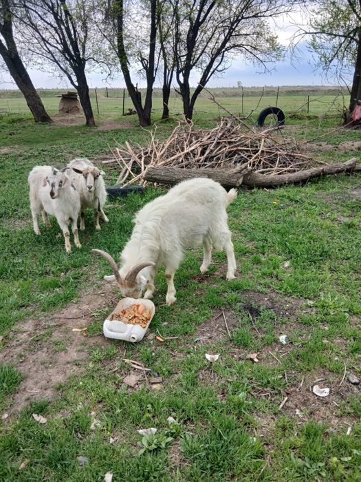 продам козел ешкы