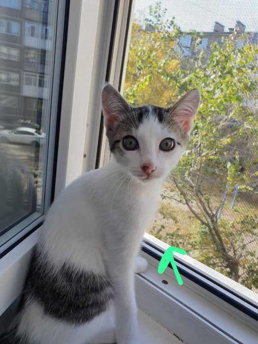 Отдам в добрые руки