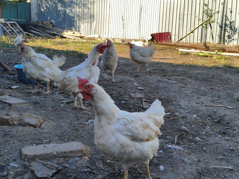 Продам курец в астане