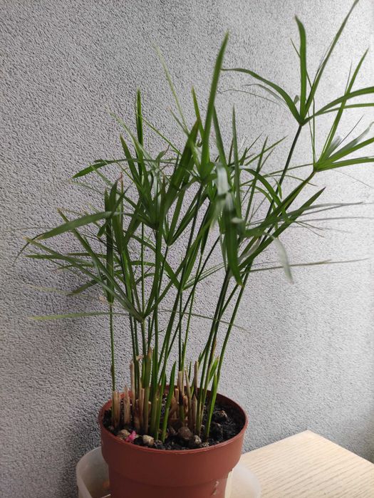 Продам комнатные цветы