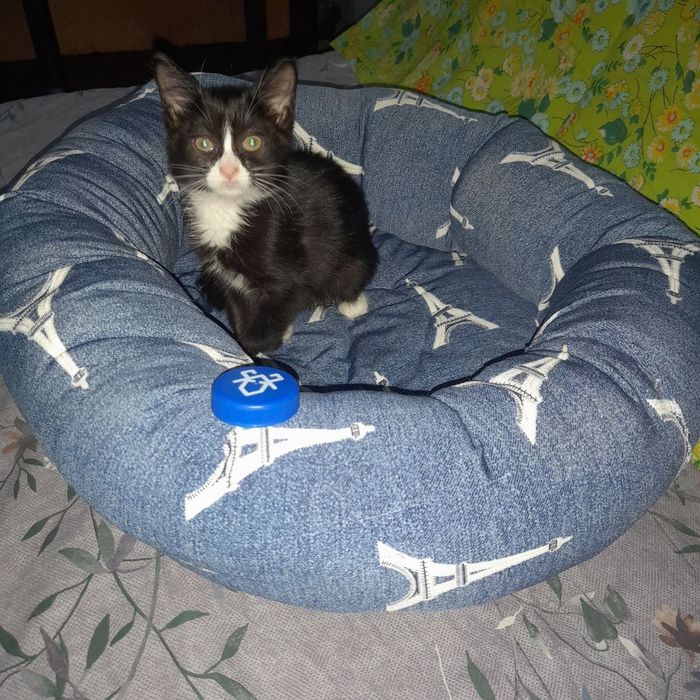 Котята отдаем в добрые руки
