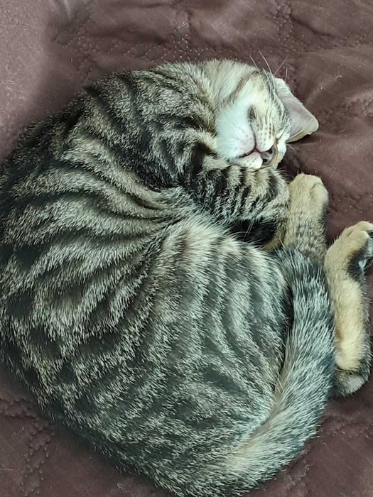 Dau pentru adoptie pui pisica tigrata
