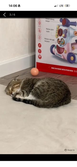 Отдам котенка в добрые руки