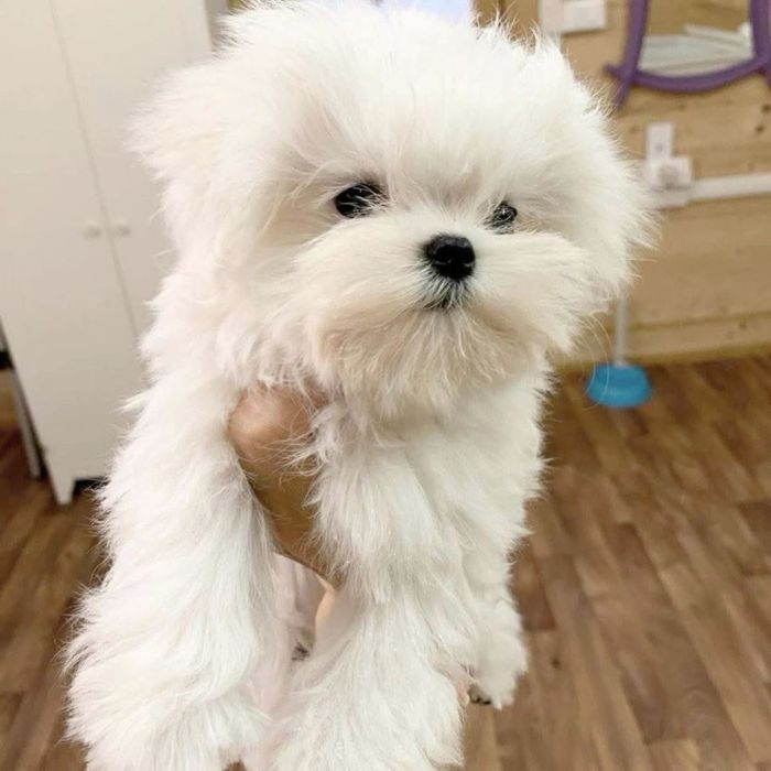 Bichon maltez mini toy