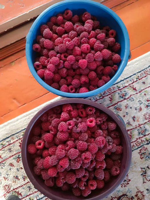 Продам домашную малину