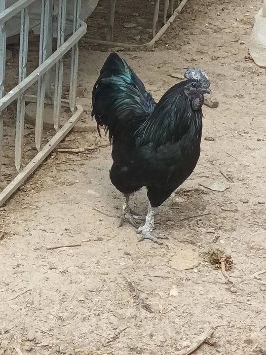 Vând doi cocoși de Ayam Cemeni